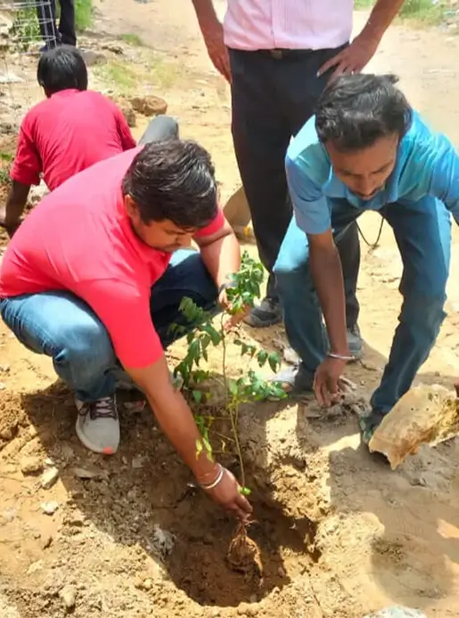 Tree Plantation